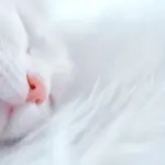 Tyngdedyne eller kugledyne? - Hvad er forskellen på de to?